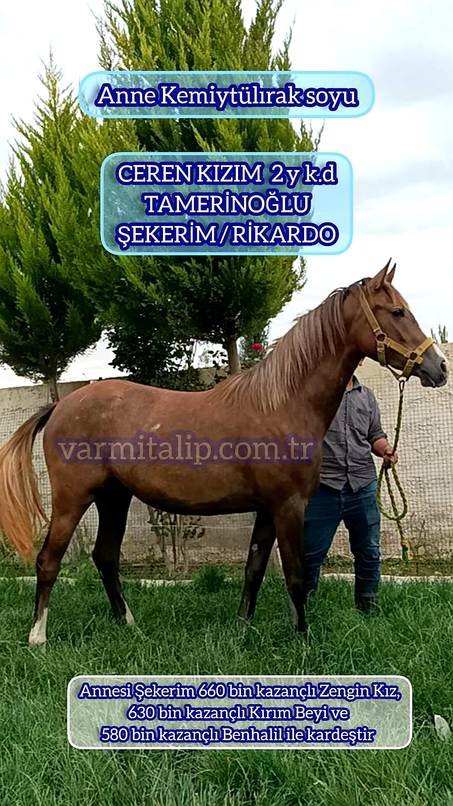 2 BUÇUKLU TAMERİNOĞLU & ŞEKERİM KIR DİŞİ TAYI ADI:CEREN KIZIM